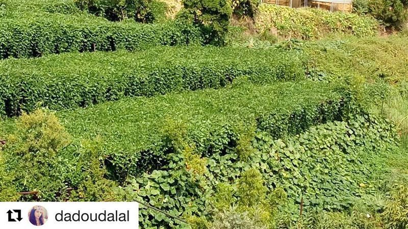  Repost @dadoudalal (@get_repost)  onlyfiliban ・・・خيمة الفاصوليا في الصيف≠ (Dmit El shouf)