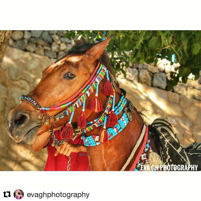  Repost @evaghphotography (@get_repost)・・・ horse  chebaa  village ... (Chebaâ, Al Janub, Lebanon)