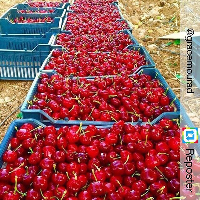 Repost from @gracemourad by Reposter @307apps