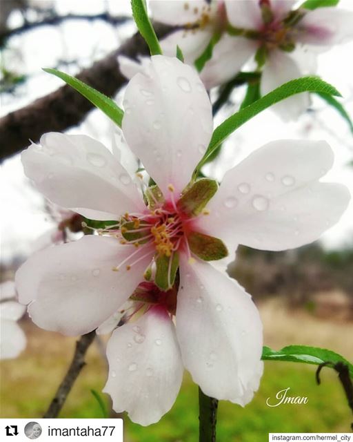  Repost @imantaha77 ・・・اللوز المجنون ..بزهر بكانون 🌸 hermel ... (El Hermel, Béqaa, Lebanon)