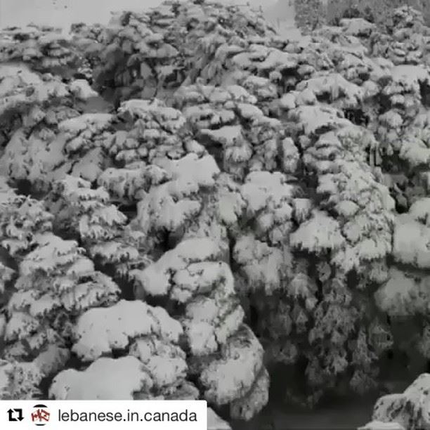 Repost @lebanese.in.canada ・・・Lebanon’s first snow ⛄️❄️🇱🇧♥️♥️ ... (ارز الرّب)