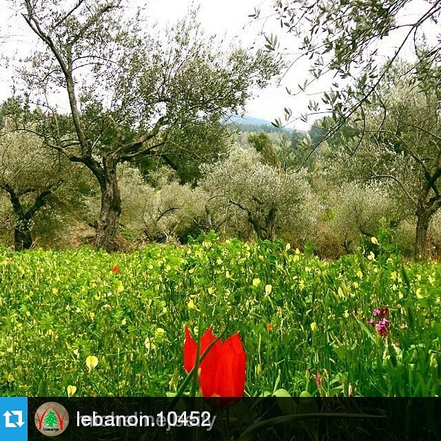 Repost @lebanon.10452