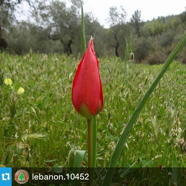 Repost @lebanon.10452