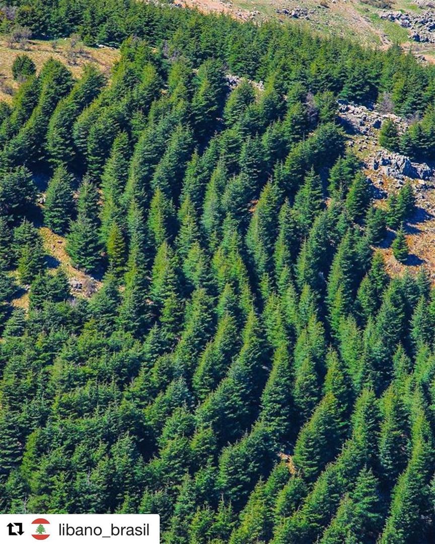  Repost @libano_brasil (@get_repost)・・・A bela floresta de cedros que... (Bâroûk, Mont-Liban, Lebanon)