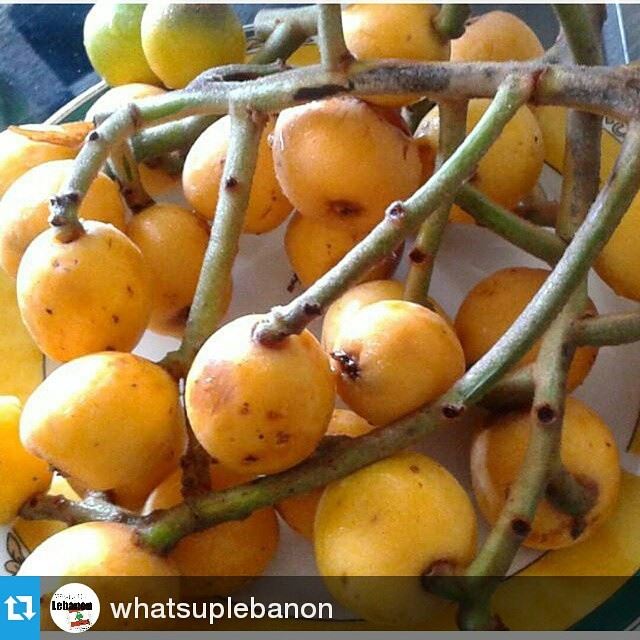 Repost @whatsuplebanon