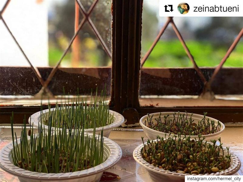  Repost @zeinabtueni ・・・هودي مش مجرد  اختبار صغير  اوً فكرة للزينة و الديك (El Hermel, Béqaa, Lebanon)