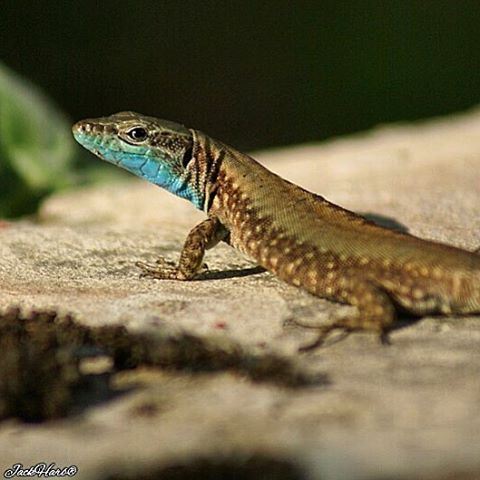 😬  reptile  reptiles  instalike  adventure  instapict  instacat  sony ... (Aïn Er Râha, Liban-Nord, Lebanon)