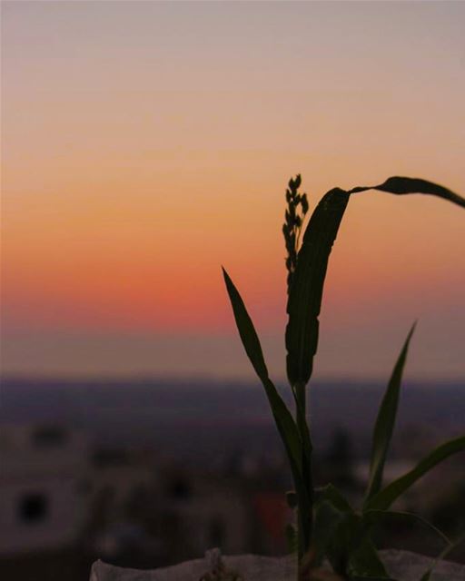 rest your mind; calm your heart. 🌱🌖......... canon  canon700d ... (Lebanon)