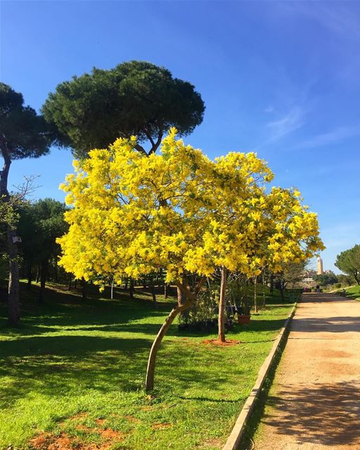 Rêve ta vie en couleur c le secret du bonheur 🌲🌴😍 whatsuplebanon ...