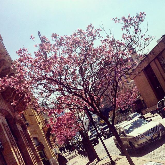 Rise and Shine 🌞🌺  blooming spring flowers nature morningwalk downtown... (Downtown Beirut)