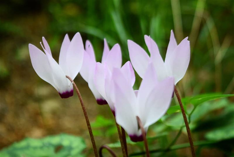  rise and  shine 🌸🌸 goodmorning  morningvibes  flower  lila ...