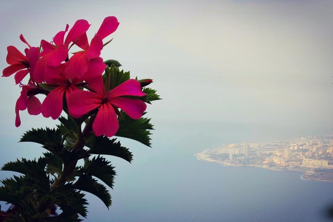 Rise Up, Rise High, Rise above All... GoodMorning  morning  flower  see ... (لبنان)