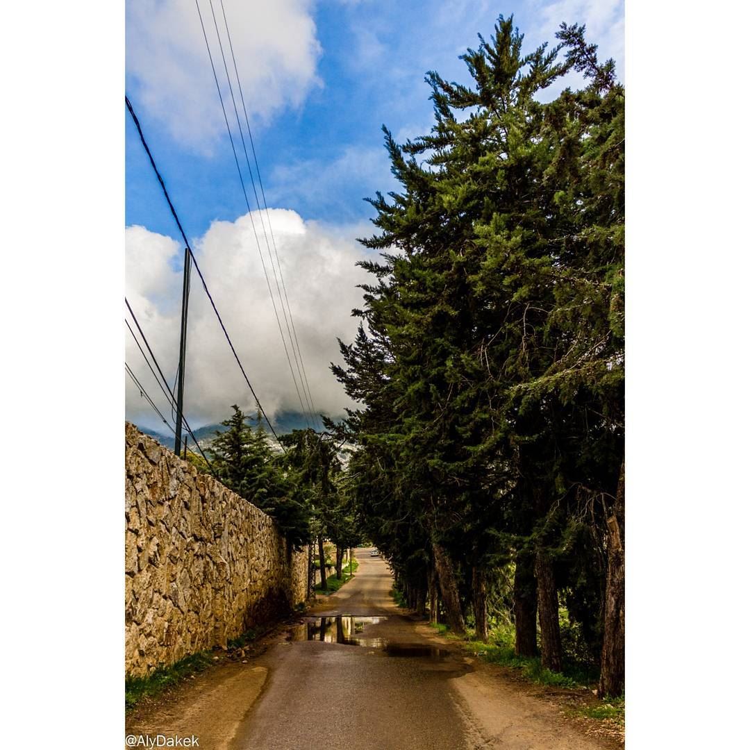 Road for the clouds 🏃‍♂️ Lebanon  liveloveshouf  livelovelebanon ... (Al Shouf Cedar Nature Reserve)