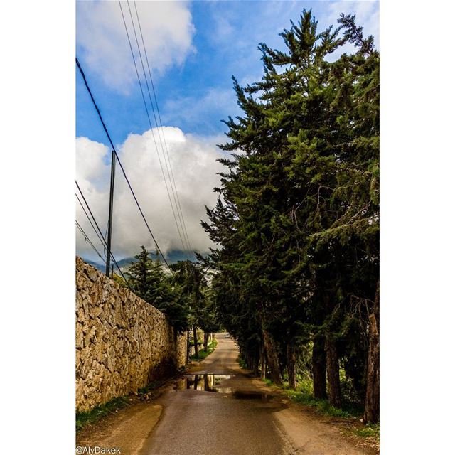 Road for the clouds 🏃‍♂️ Lebanon  liveloveshouf  livelovelebanon ... (Al Shouf Cedar Nature Reserve)