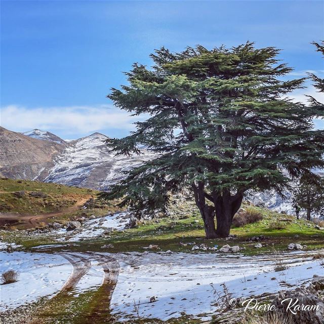  road to  beauty  morning  hike lebanese  mountains  winter  trees ...