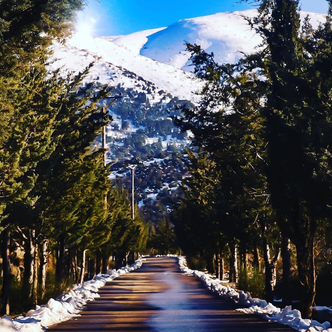 Road to Heaven !!  Lebanon  roadtrip  liban  snow  trees  mountais  white ... (Lebanon)