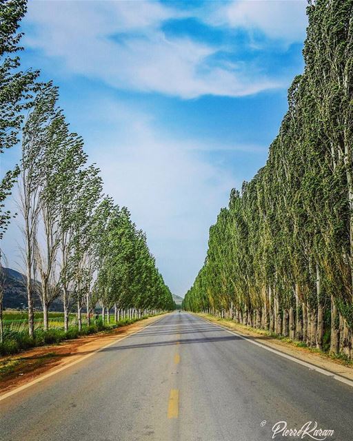  road to  infinity ... lebanon  ammiq  landscape  trees  sky  symetry ...