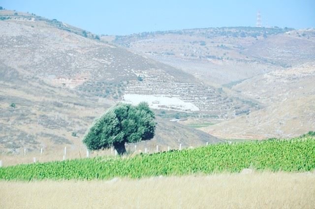  Roads and  tobacco fields, twins of  southlebanon.--------------------... (Mais El Jabal)