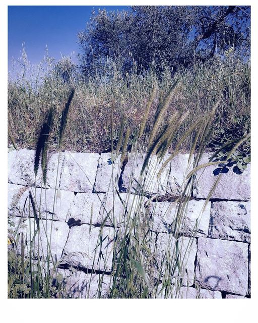 Roadside untamed  mountainlife  mountain  nature  roadside  wall ...