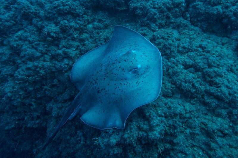 Rolling the rocks...  stingray in the  deep  lebanon  beirut  sharkpoint ...