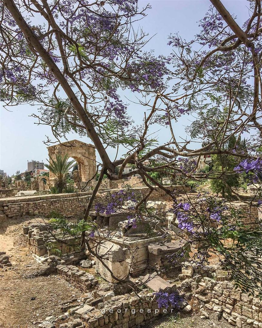Roman Ruins of Tyre City, Lebanon 🇱🇧..... proudlylebanese ... (Tyre, Lebanon)