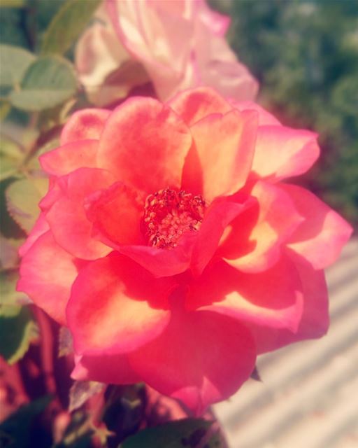  rose flowerstagram  mybaby inlove flowerlover mothernature  homesweethome...