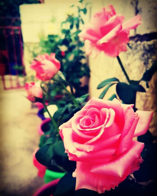  rose nationalgeographic photography photo lebanon naturelovers...