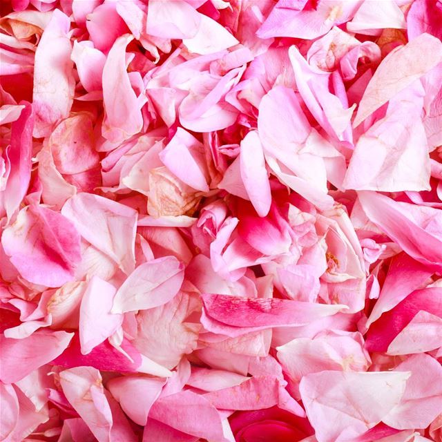 Rose Syrup in the making 🌸 Rose  Syrup  RoseWater  Summer  Refreshing ...