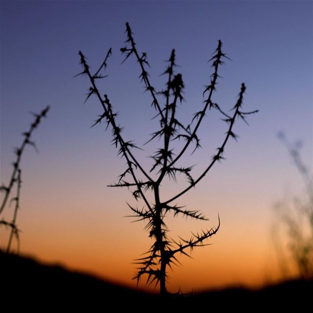 Roses fall , but the thorns remain !  thorns  thorn  sillouette  sunset ... (Dalhoûn, Mont-Liban, Lebanon)