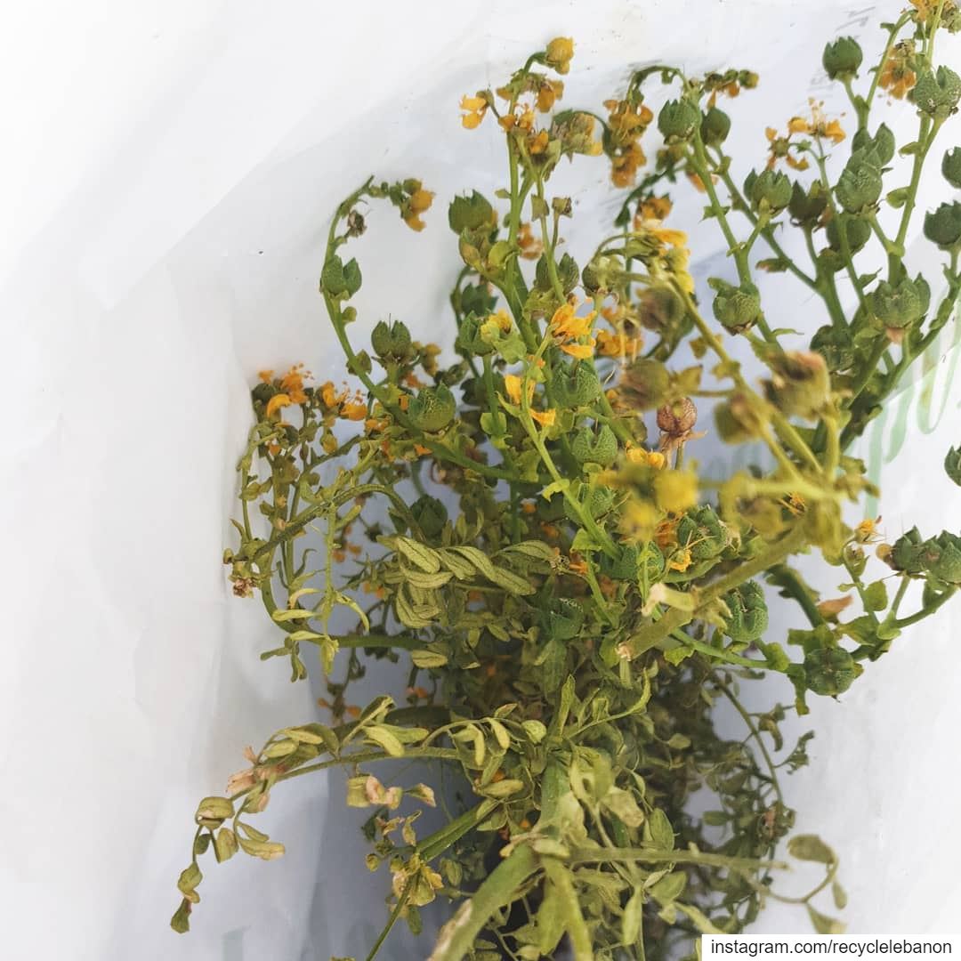  rueherb Native, ancient and protection offering from @riverroseapothecary.