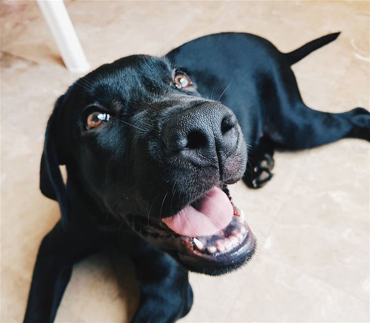  Ruff monday? Nothing a labrador can't fix 🤗🐶  EnzoMyBlackLab ........