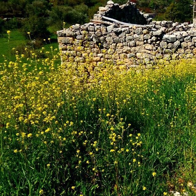 ruin ruines old stonehouse stonehome garden stonewalls abandoned springspirit springmoments