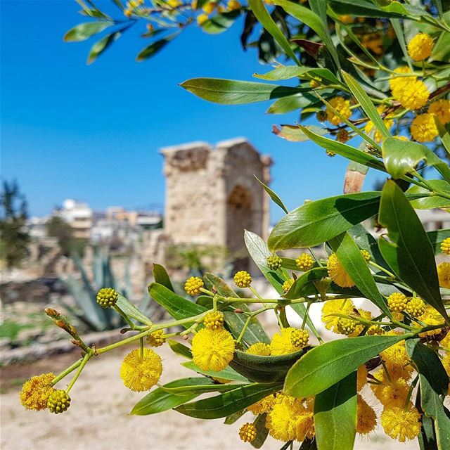  ruins  ancientrome  archeo  tyr  tyre  lebanon rovine  archeologia ... (Tyre, Lebanon)