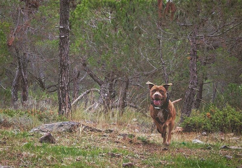 'run boy run; break out from society...'''' photography ... (Baskinta, Lebanon)