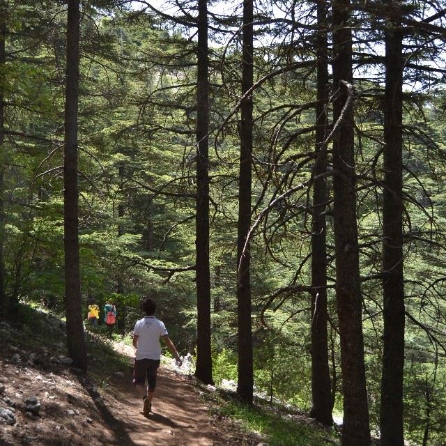 Run in this "paradise" and renew your heart! !Shouf natural reserve. ...