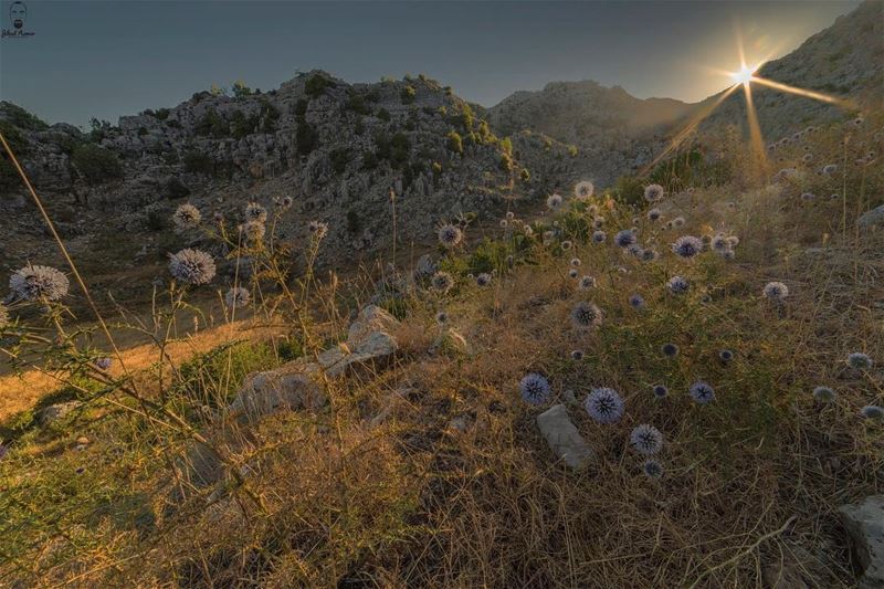 Run, Run & Capture the spikes!!!!!... (Jaj, Mont-Liban, Lebanon)