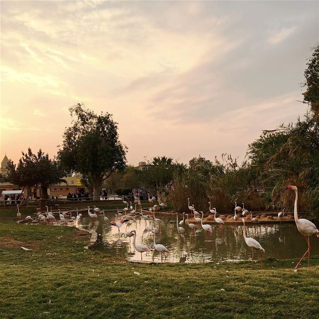 Run run Flamingo beautifuldestinations  instatraveling  instagood ... (Riyadh Zoo)