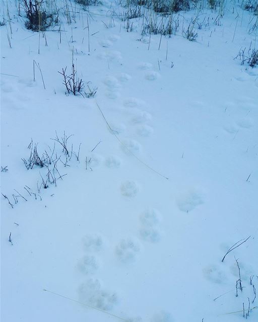Run with the pack 🐺  wild  lebanon  snow  hiking  nature  naturelovers ...