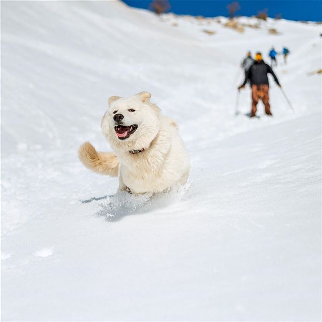 Running in the white 🐶❄️ lebanon  falougha  snow  snowshoeing  run ... (Falougha, Mont-Liban, Lebanon)