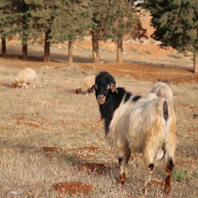 Russian sheep.  livelovebekaa  livelovebeirut  livelovepets ... (Chtaura)