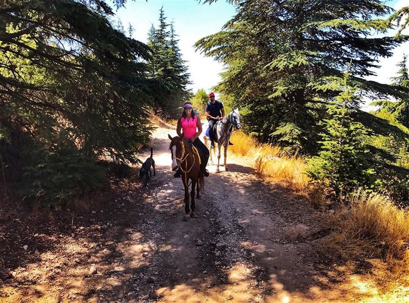 Saddle up and go horses  horsebackriding  outdooractivities ... (Al Shouf Cedar Nature Reserve)