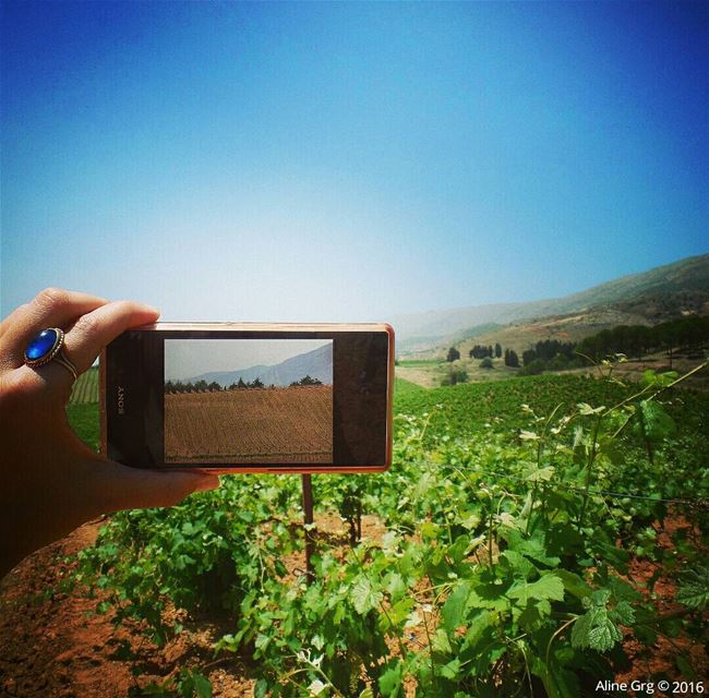 Same curves. Different time. 🍁 🌿 🍇 kefraya  winery  differentseasons ... (Kouroum Kefraya)