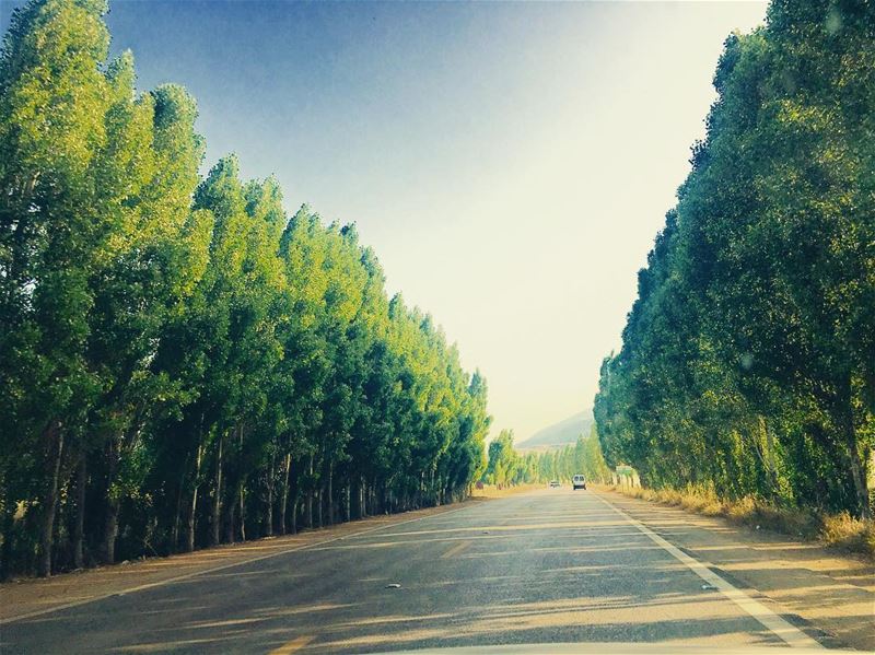 Same place ... different feelings 🌞🌳 June nature love feelings... (West Bekaa)