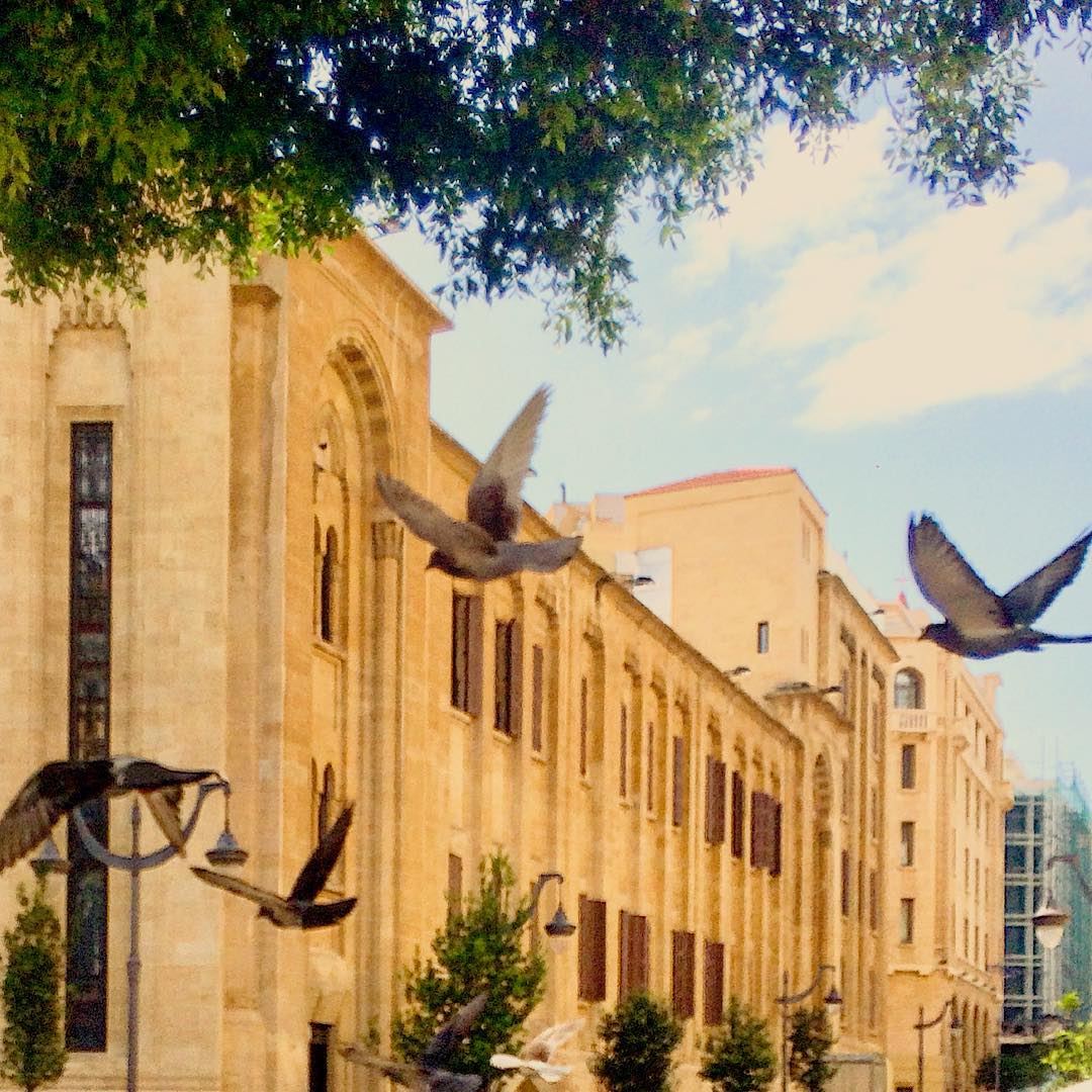 Sans maison ni abri, n’avoir qu’une paire d’ailes et le ciel infini💙💚🐦... (Beirut, Lebanon)