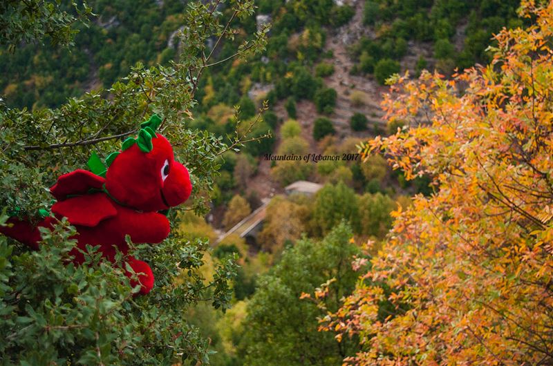 Saturday Afternoon escapade, after the Rain, for Grif at Wadi Salib!...