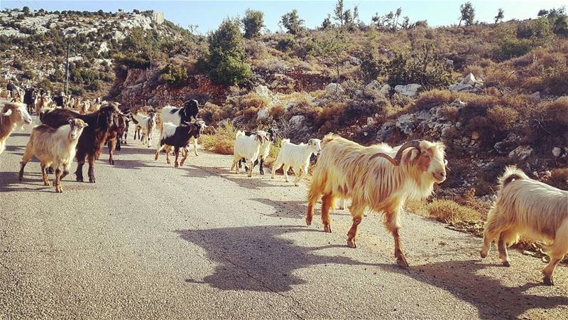  saturday  morning  animals  lebanon ... (Bchaalé, Liban-Nord, Lebanon)