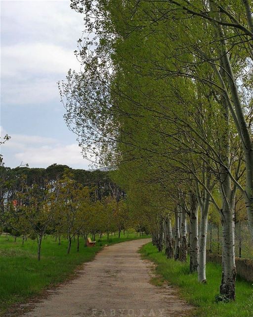  saturday morning nature naturelovers magic_trees lebanon nature_lovers... (Chbânîyé, Mont-Liban, Lebanon)