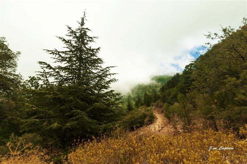 Saturday's walk...  EhdenReserve••• HorshEhden  Lebanon  LiveloveEhden... (Horsh Ehden)