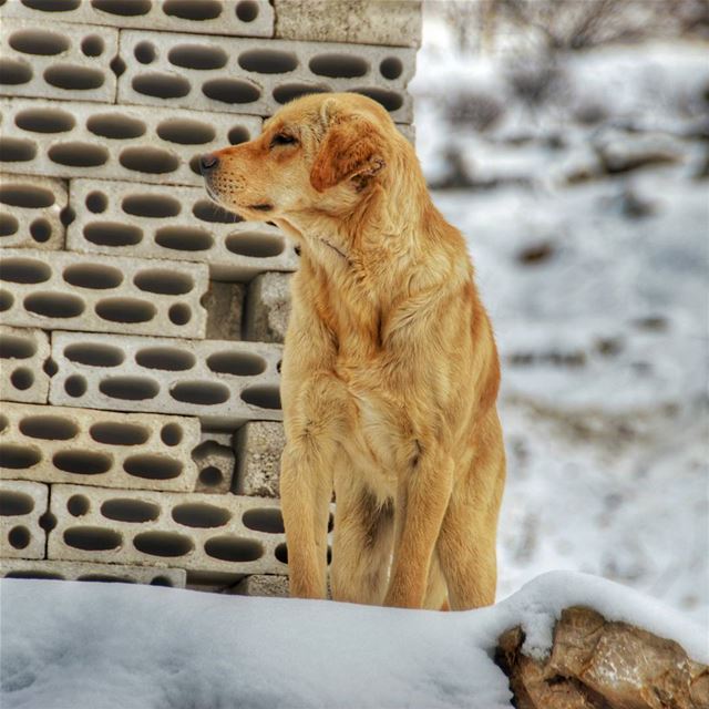 🐶🐶...... saturday weekend dog doglovers dogs animals... (Zaarour)