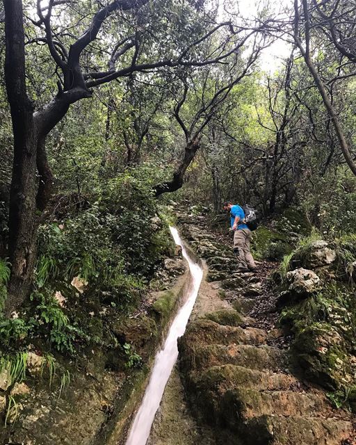 Savage is not the one who lives in the forest but the one who destroys... (كسروان- keserwan)